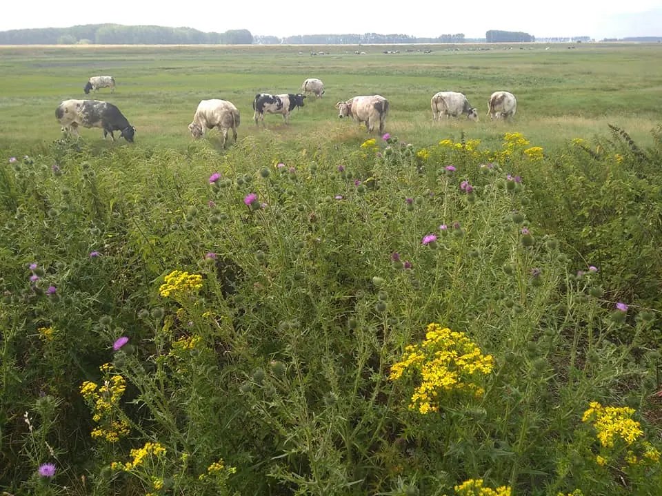 Belgisch witblauw in de polder bij het grenspark